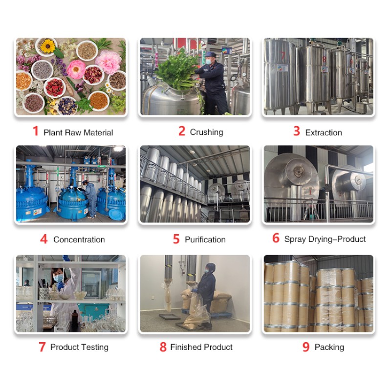 Beetroot Powder Supplier - OEM Super Food Private Label