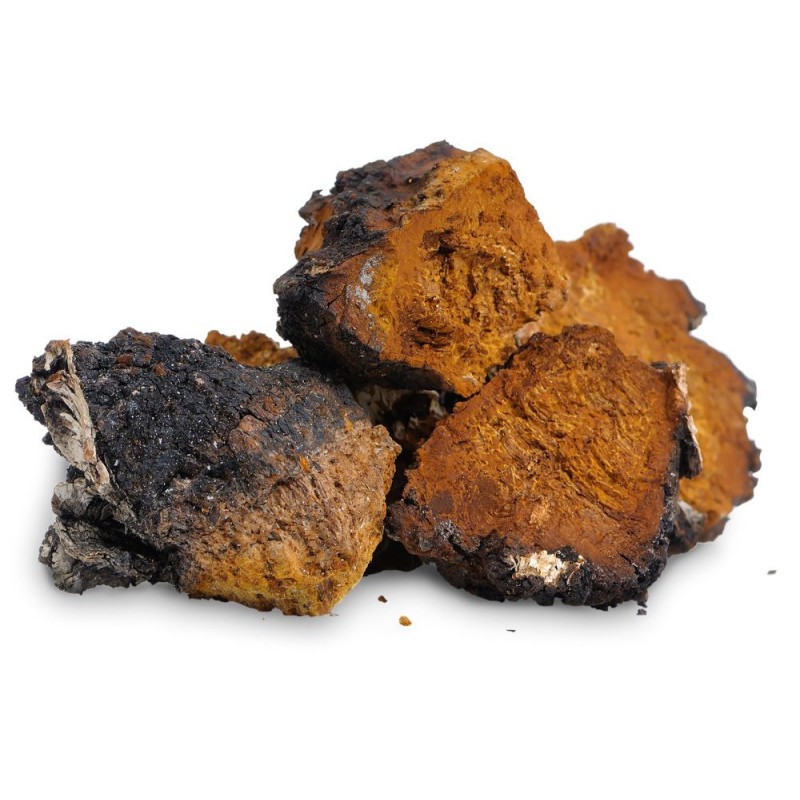 Chaga Mushroom Powder Factory - 30% 50% Extract
