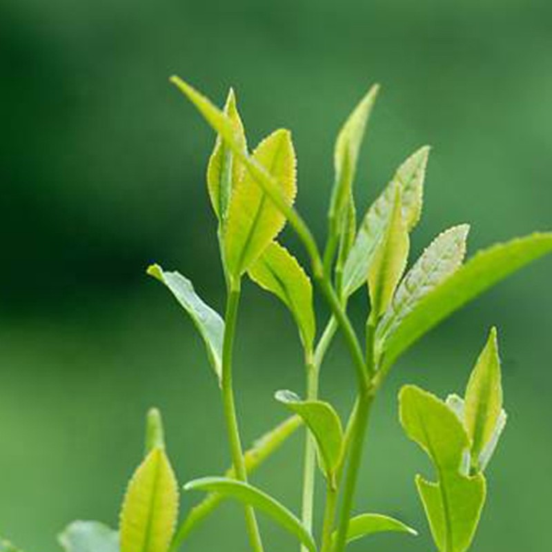 Matcha Tea Powder Manufacturer - Supplier Best Quality