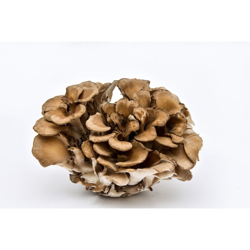 Maitake Mushroom Powder Factory - 50% Polysaccharides 10:1
