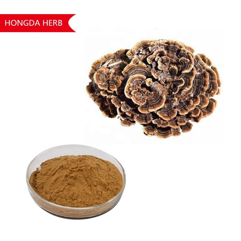 Turkey Tail Mushroom Supplier - Extract Powder Chaga