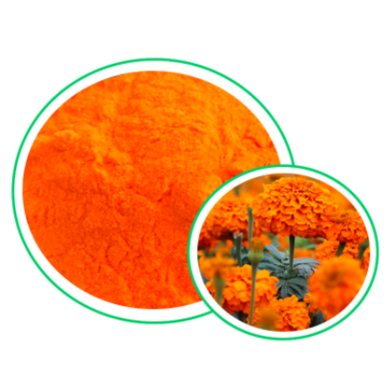 Sophora Japonica Extract Manufacturer - 95% Rutin Powder