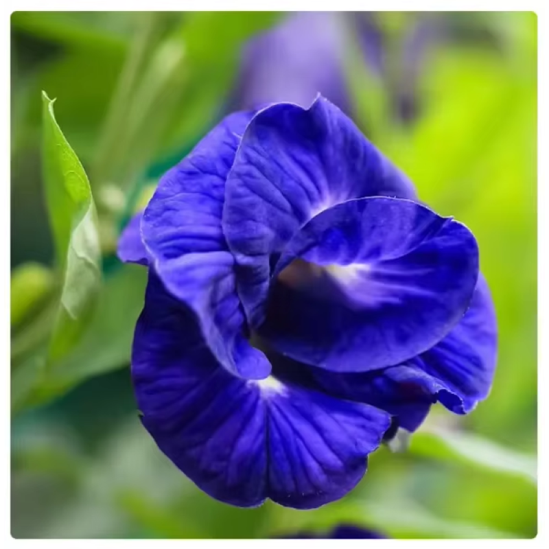 Roselle Tea Factory - Hibiscus Sabdariffa Calyx Bulk