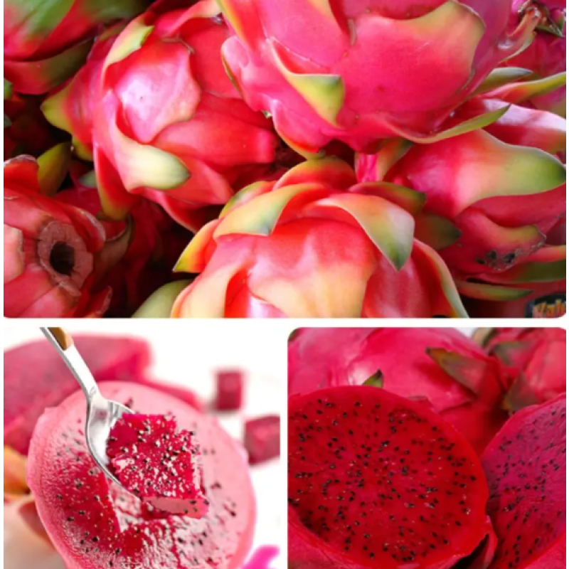 Dragon Fruit Slices Factory - Organic Dried Snacks AD Process