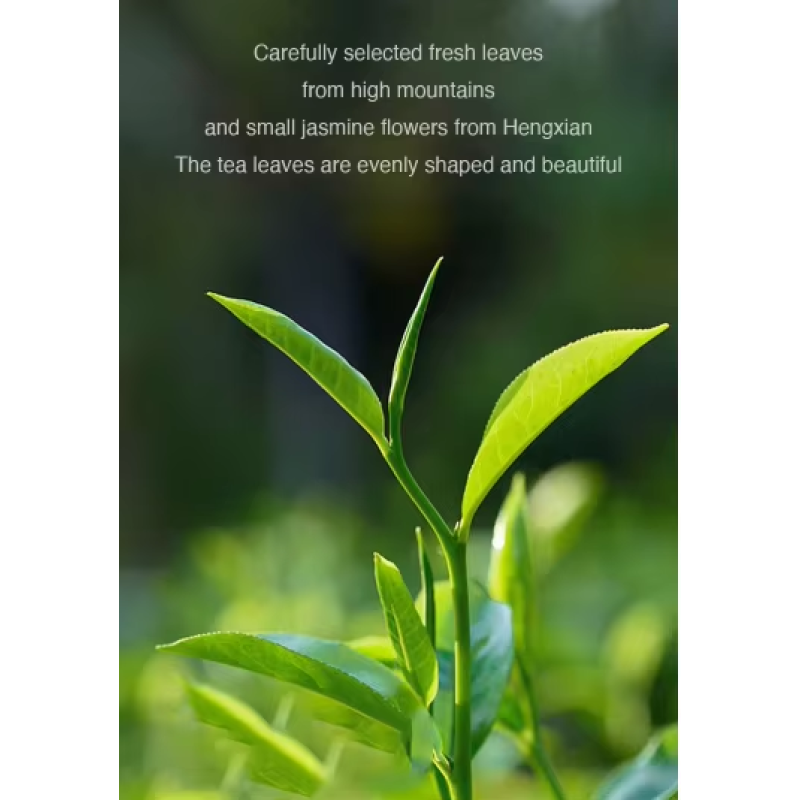 Chrysanthemum Tea Factory - Seven Color Blooming Artistic