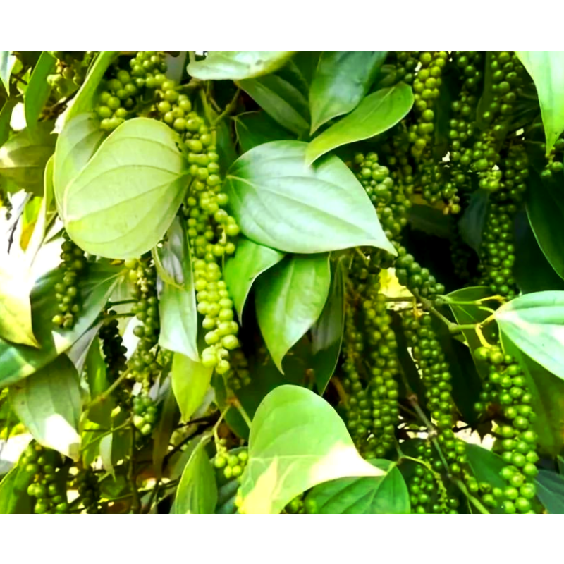 Blooming Tea Manufacturer - Slimming Beauty Edible