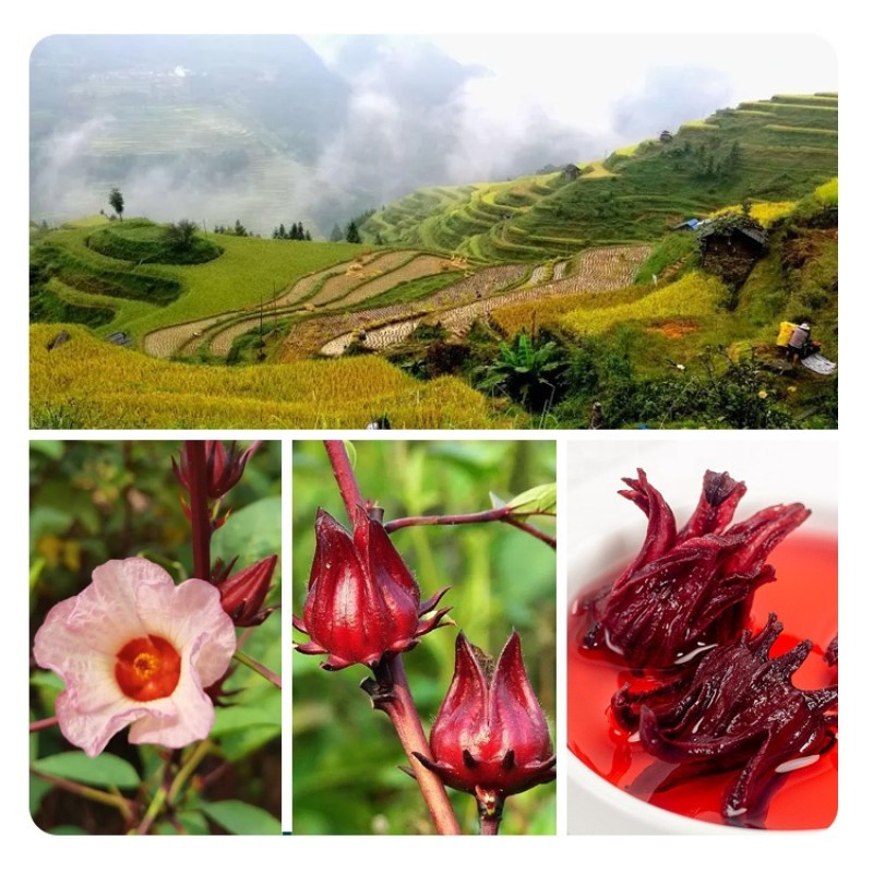 Hibiscus Tea Factory - Roselle Flower Bulk