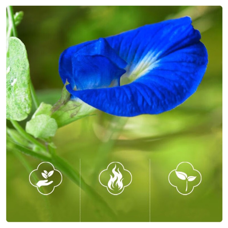Butterfly Pea Supplier - Flower Tea Premium