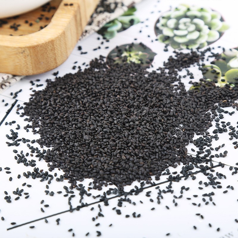 Basil Seeds Supplier - Best Price Quality Seeds