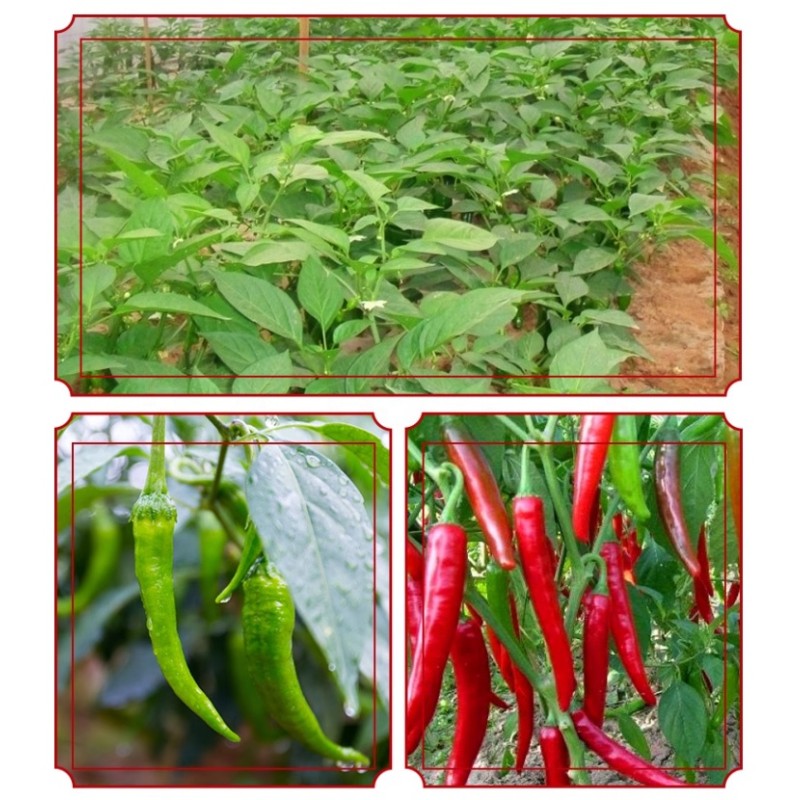 Chia Seeds Supplier - Workout Meal Replacement