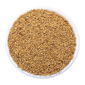 Mustard Seeds Supplier - Yellow Dried Spices Kitchen