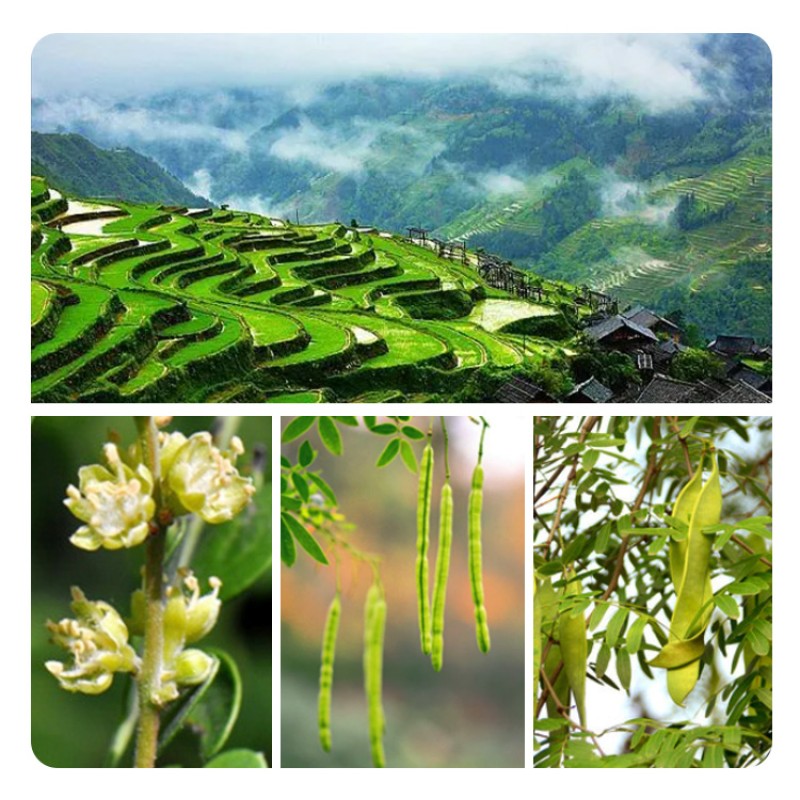 Snow Lotus Seeds Factory - Zao Jiao Mi Wholesale