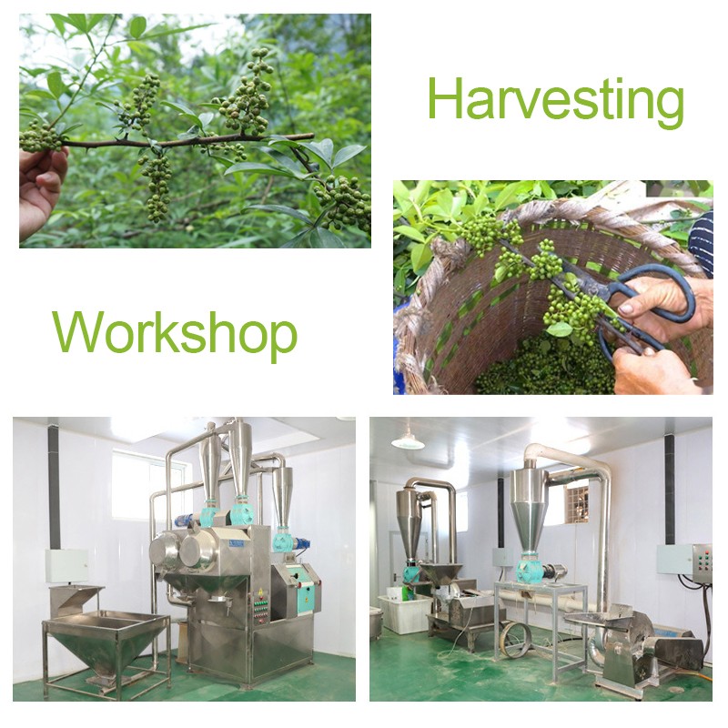 Green Peppercorn Manufacturer - Chinese Prickly Spice