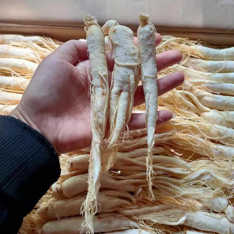 Ginseng Root Factory - Natural Dried White Ginseng