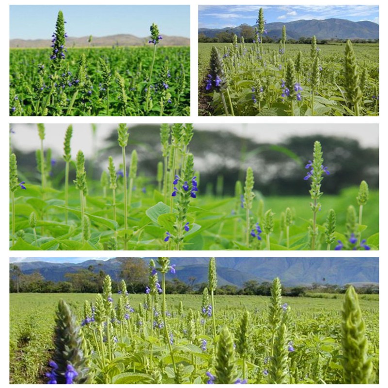 Parsley Leaves Manufacturer - Dehydrated Crushed Bulk