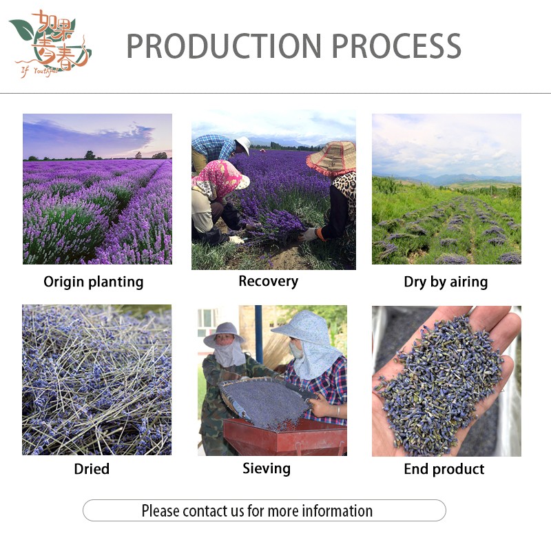 Lavender Buds Manufacturer - Dry Flowers Herb Tea