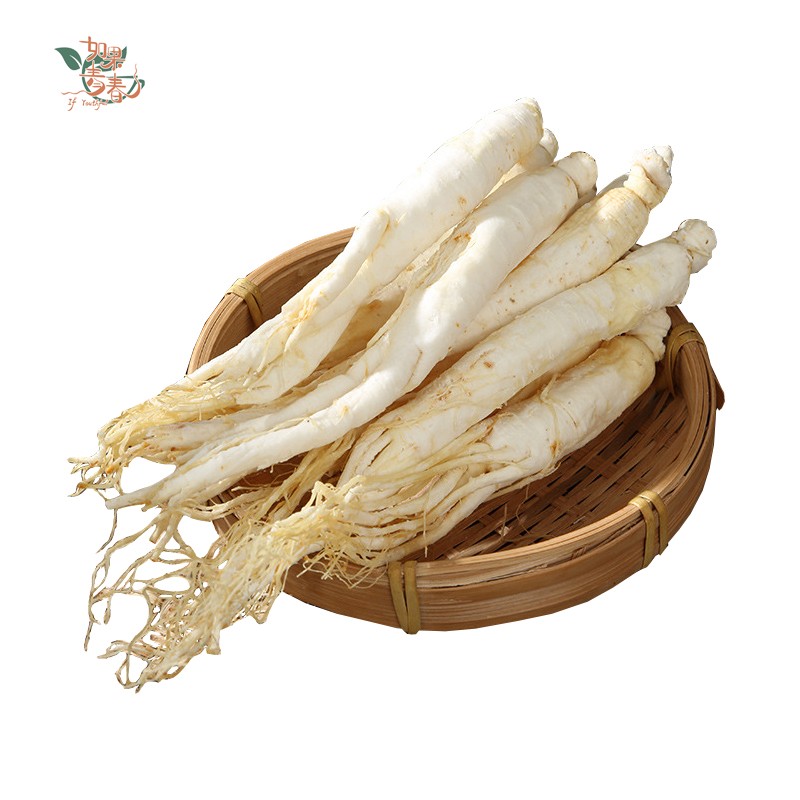 White Ginseng Supplier - Root Bulk Wholesale