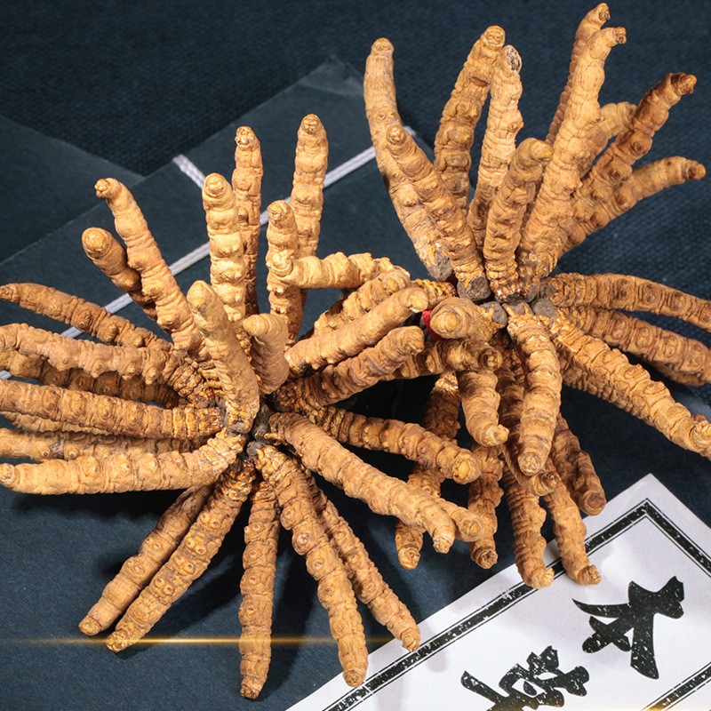 Cordyceps Mushroom Supplier - Freeze Dried Whole