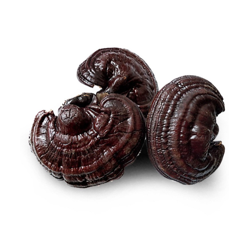 Ganoderma Mushroom Supplier - Wild Dried Reishi