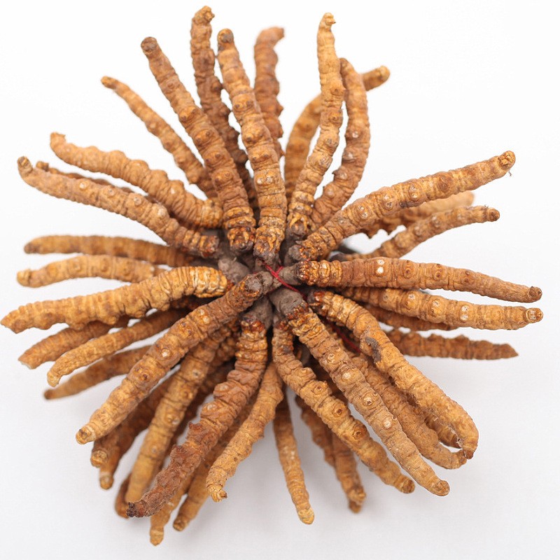 Cordyceps Mushroom Supplier - Freeze Dried Whole