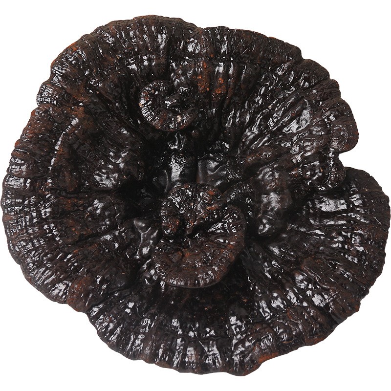 Ganoderma Mushroom Supplier - Wild Dried Reishi