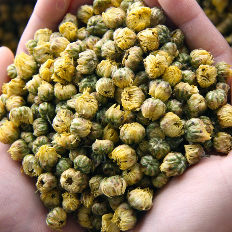 Chrysanthemum Tea Factory - Fetal Flower Quality