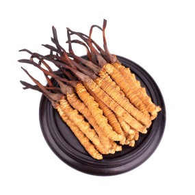 Cordyceps Mushroom Supplier - Freeze Dried Whole