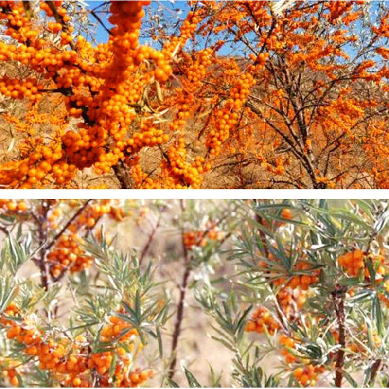 Sea Buckthorn Fruit Supplier - Chinese Dried Berry