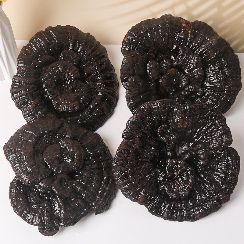 Ganoderma Mushroom Supplier - Wild Dried Reishi