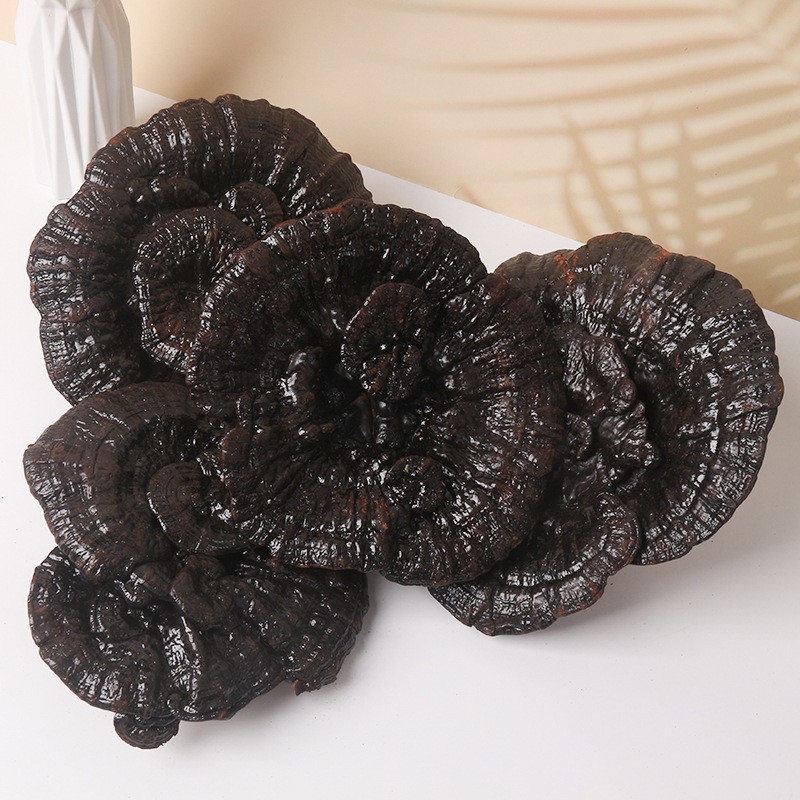 Ganoderma Mushroom Supplier - Wild Dried Reishi