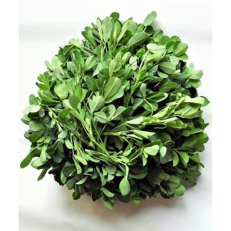 Alfalfa Powder Supplier - Natural Organic Green