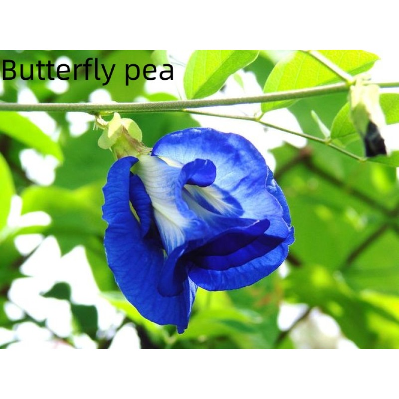 Butterfly Pea Powder Factory - 450 Mesh Food Grade