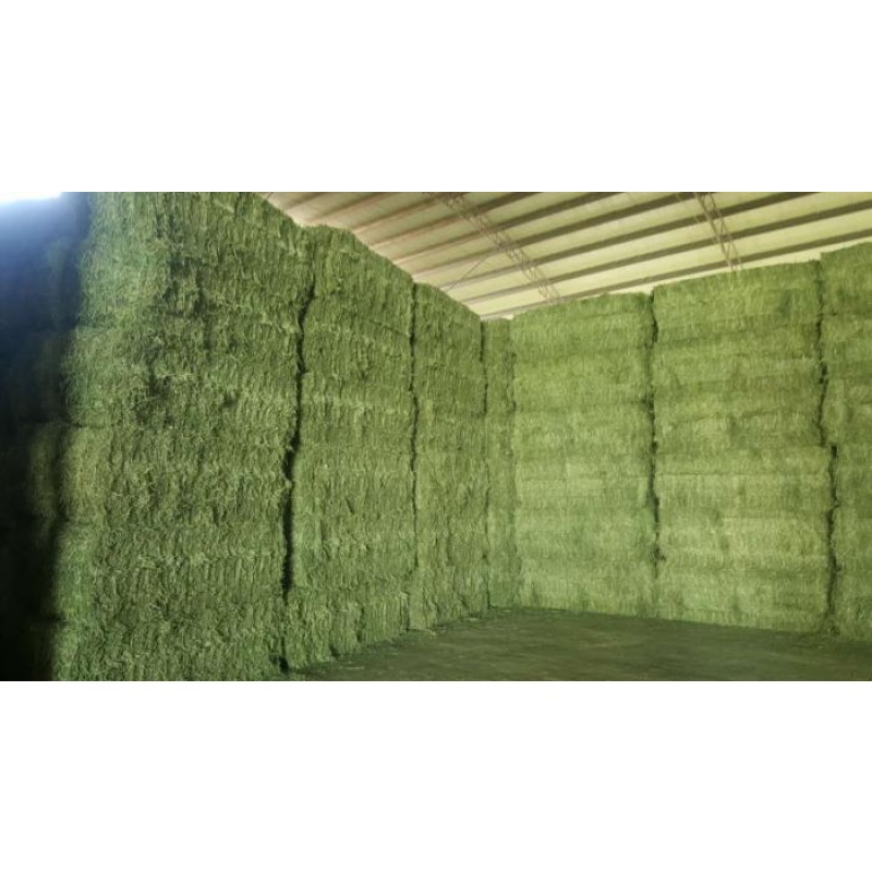 Alfalfa Powder Supplier - Natural Organic Green