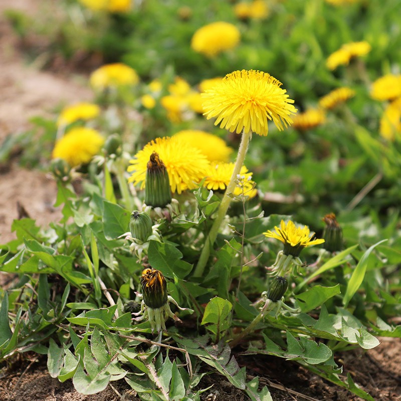 Dandelion Powder Factory - Natural Organic Herbal