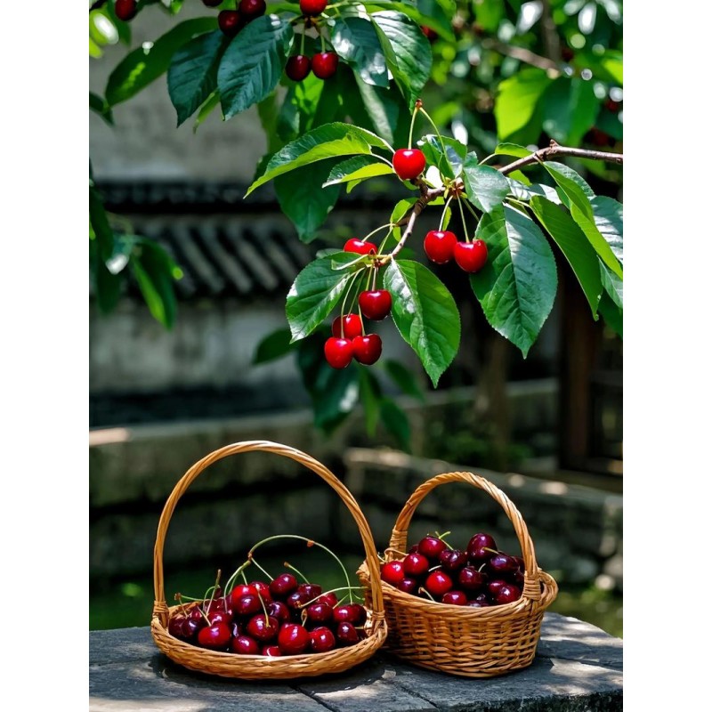Cherry Powder Manufacturer - Natural Organic Fruit