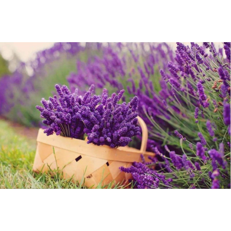 Lavender Tea Supplier - Loose Leaf Dried Flower
