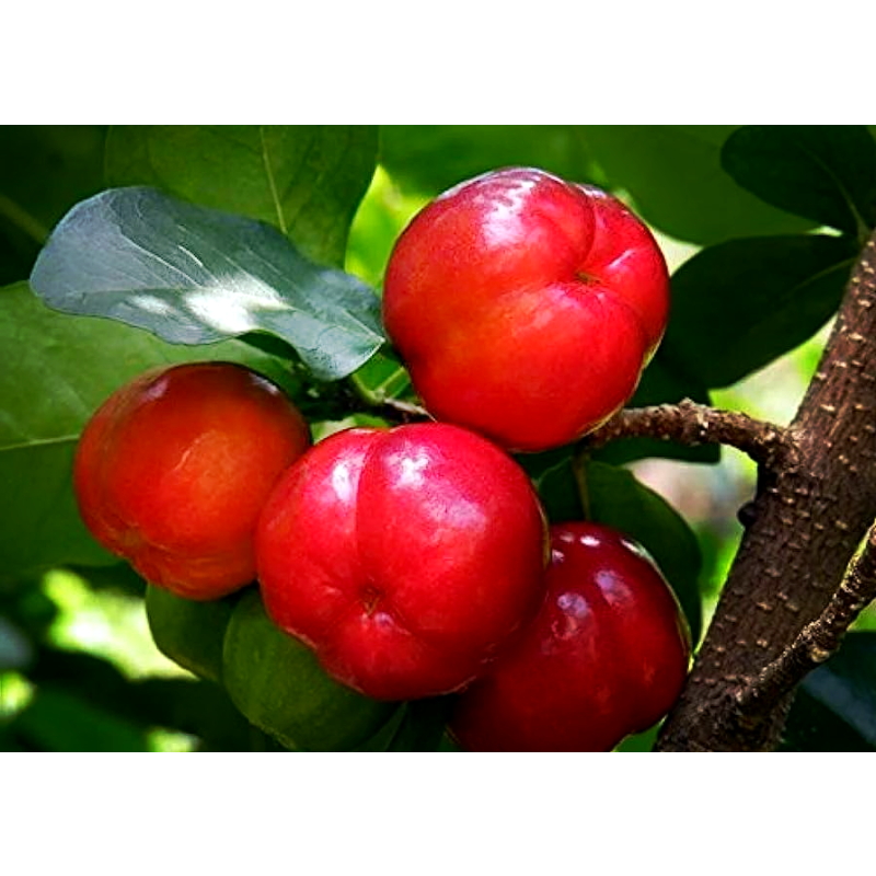 Acerola Powder Factory - Juice Extract VC Powder