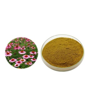 Echinacea Extract Factory - 4% Polyphenols Purpurea