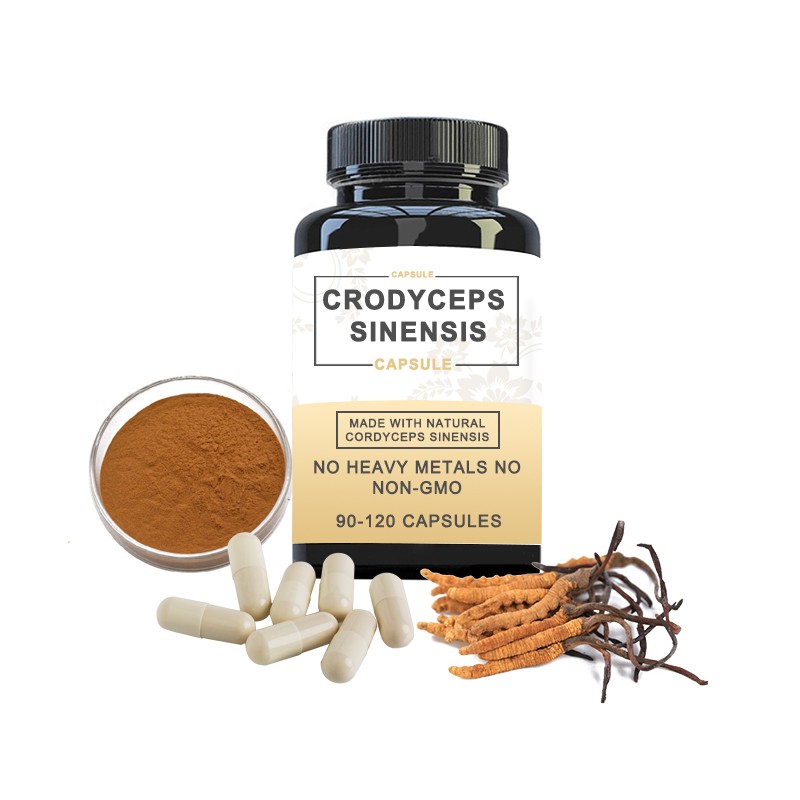 Cordyceps Extract Manufacturer - 50% Polysaccharides