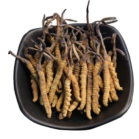 Wild Cordyceps Factory - Organic Tianshi Tibet