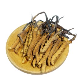 Cordyceps Mushroom Manufacturer - Tibet Wild Organic