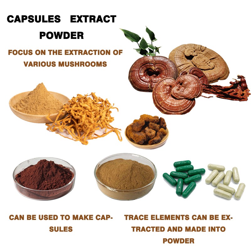 Lions Mane Powder Manufacturer - Tablet Capsule OEM