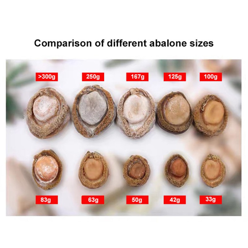 Raw Abalone Supplier - Shell Red Frozen