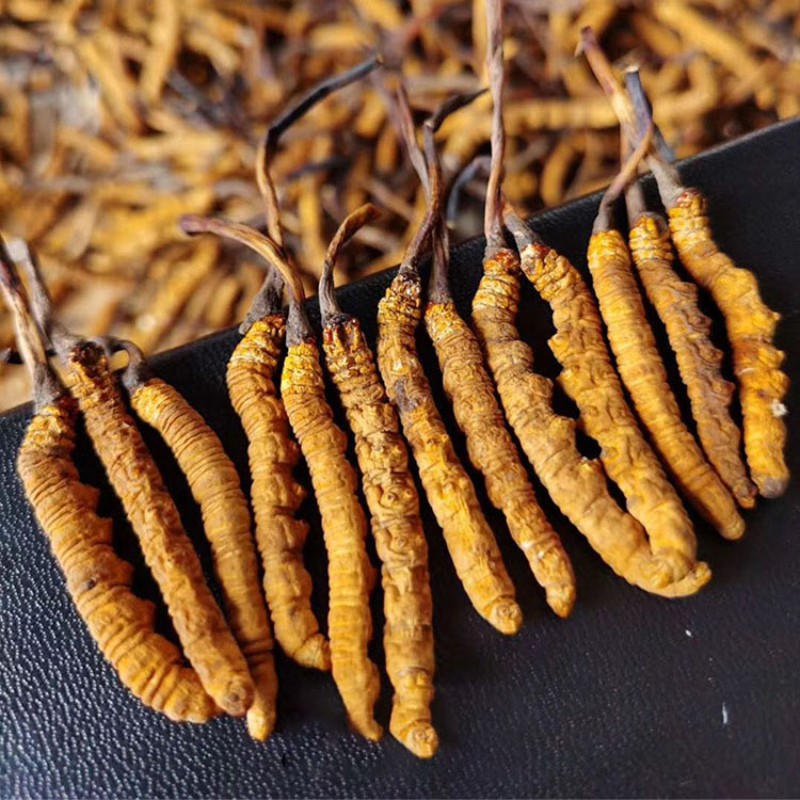 Cordyceps Extract Manufacturer - Tibet Powder Whole Plant