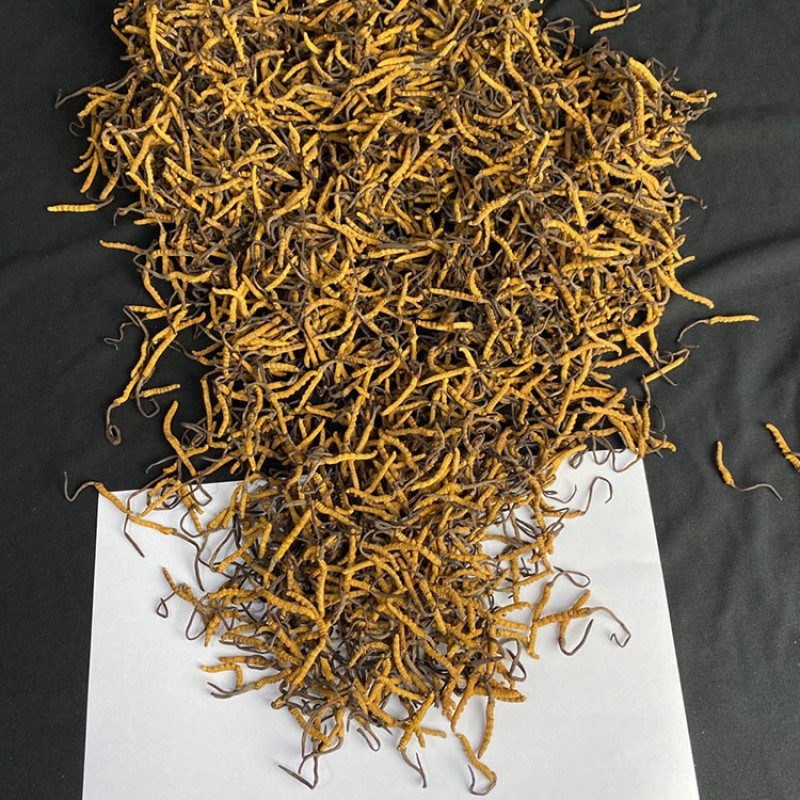 Cordyceps Militaris Supplier - Organic Custom Wholesale