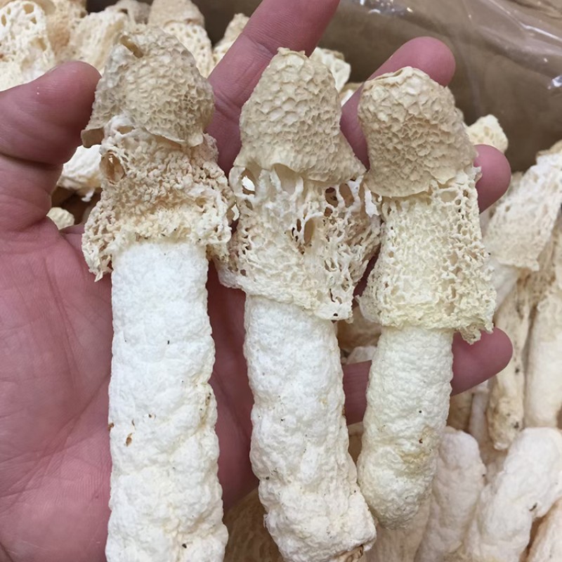 Bamboo Fungus Supplier - Wholesale Prices Bulk