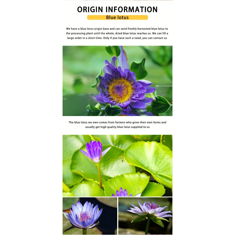 Blue Lotus Tea Supplier - Handmade Blooming Herbal
