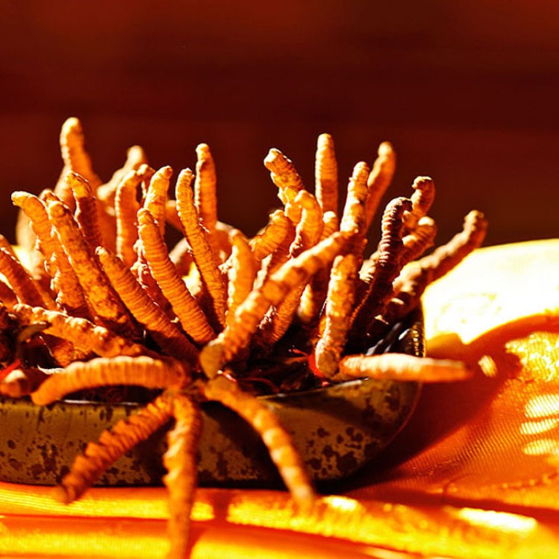 Cordyceps Militaris Supplier - Organic Custom Wholesale