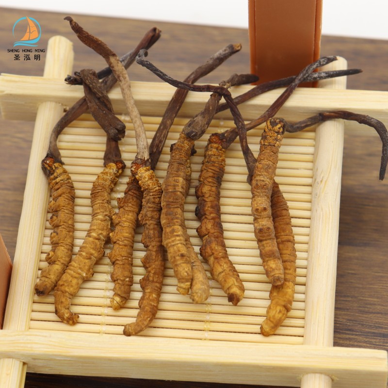 Cordyceps Sinensis Manufacturer - Frozen Dried Natural