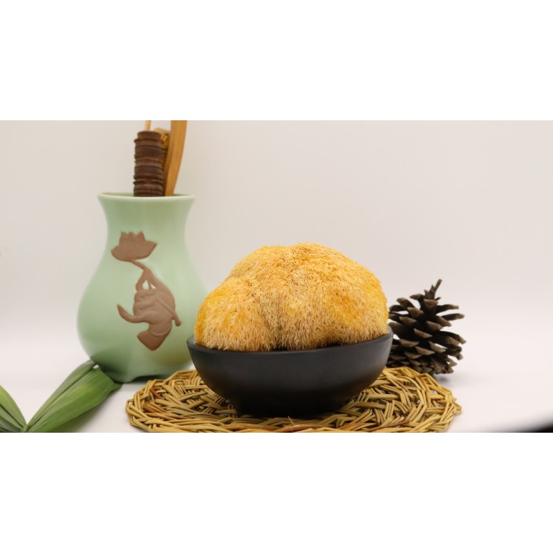 Cocklebur Mushroom Supplier - High Quality Nourishing